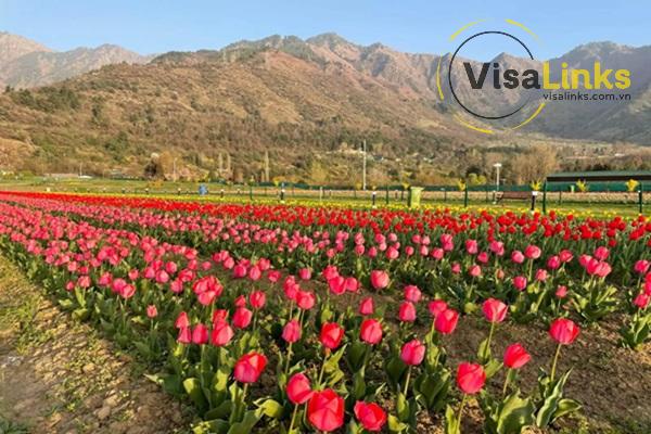 Vườn hoa Tulip trên thung lũng Kashmir