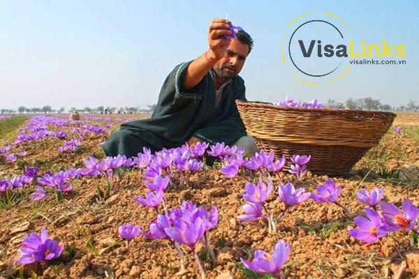 Saffron Kashmir – Nhụy hoa nghệ tây quý hiếm