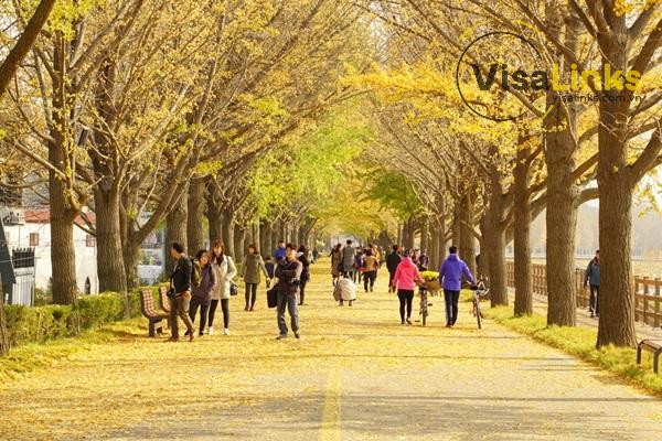 Asan Gingko Tree Road