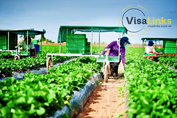 Visa nông nghiệp Úc là gì