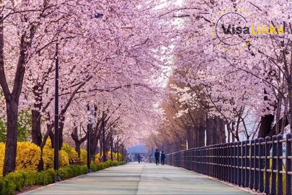 Thời điểm lý tưởng du lịch Hàn Quốc mùa hoa anh đào