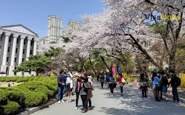 Danh sách các trường visa thẳng Hàn Quốc mới nhất