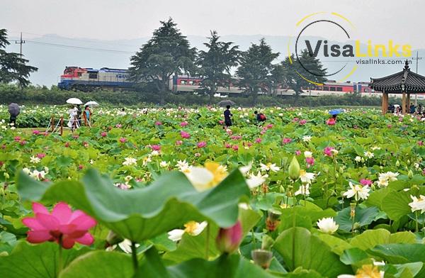 Lễ hội hoa sen Buyeo