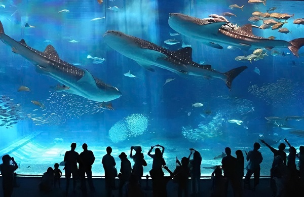 Thuỷ Cung Osaka Kaiyukan