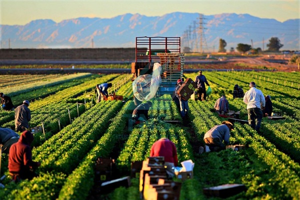 Điều kiện xin visa 462 mới nhất