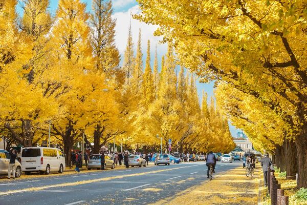 Du lịch Tokyo mùa thu