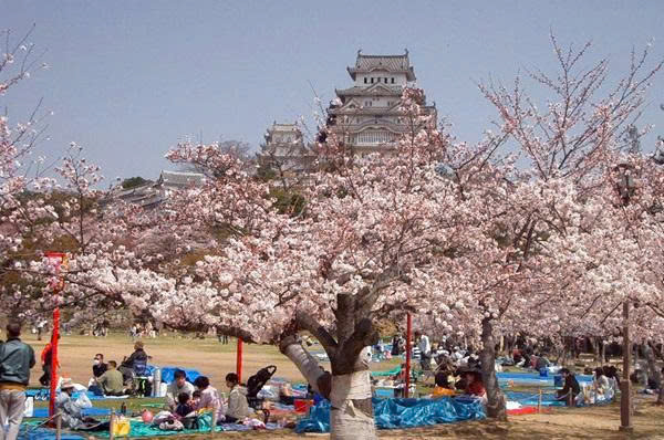 Lễ hội Nhật Bản Hanami ngắm hoa anh đào